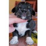 🐶 Chihuahua femmina di 1 anno e 1 mese in vendita a Siracusa (SR) e in tutta Italia da privato