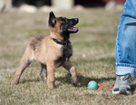 Cuccioli di Pastore Belga Malinois - Foto n. 1