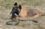 Cuccioli di Pastore Belga Malinois - Foto n. 2