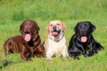 Bellissima Cucciolata di Labrador Retrievers Chocolate