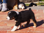 Cucciolo Pastore Australiano nero Tricolore - Foto n. 4