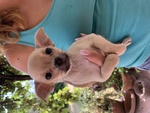 Cuccioli di Chihuahua a pelo Lungo o Corto - Foto n. 3