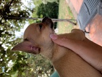 Cuccioli di Chihuahua a pelo Lungo o Corto - Foto n. 6