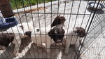 Fantastici Cuccioli di Lagotto Romagnolo