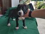 Cucciolo di Amstaff