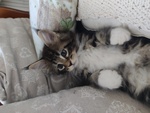 Cuccioli di Maine coon con Pedigree