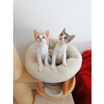 Adorabili Gattini di 2 Mesi - Foto n. 1