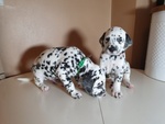 Cuccioli di Dalmata con due vaccini