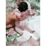 Cuccioli Bouledogue Francese