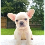 Bouledogue Francese di 2,5 Mesi