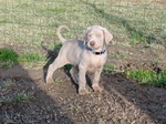 Cuccioli Weimaraner Grigio Argento e Occhi Azzurri - Foto n. 1