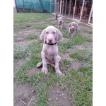 Cuccioli Weimaraner Grigio Argento e Occhi Azzurri - Foto n. 2