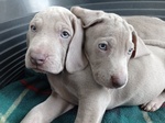 Cuccioli Weimaraner Grigio Argento e Occhi Azzurri - Foto n. 3