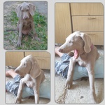 Cucciolo di Weimaraner a pelo Corto, Maschio con Pedigree