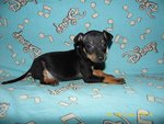 Cucciola Pinscher Nano