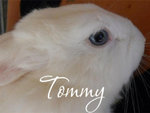 Tommy - Coniglietto in Adozione - Foto n. 2