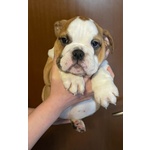 Disponibili Bellissimi Cuccioli di Bulldog Inglese - Foto n. 2