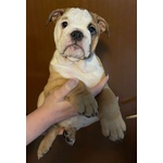 Disponibili Bellissimi Cuccioli di Bulldog Inglese - Foto n. 3