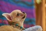 Chihuahua mini toy Femmina Prezioso Pedigree - Foto n. 1