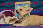 Chihuahua mini toy Femmina Prezioso Pedigree - Foto n. 2