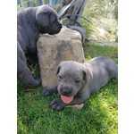 Cuccioli Corso Italiano, alta Genealogia, Pedigre - Foto n. 3