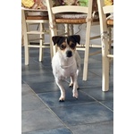 🐶 Jack Russel maschio di 3 anni e 4 mesi in adozione a Milano (MI) da privato