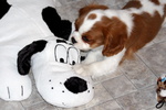 Meravigliosa Cucciolata di Cavalier King - Foto n. 1