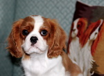 Meravigliosa Cucciolata di Cavalier King - Foto n. 3