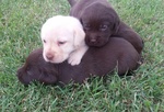 Labrador Retriever Chocolate