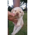 Labrador Retriever Chocolate - Foto n. 2