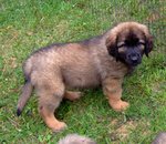 Bellissimi Cuccioli di Loenberger - Foto n. 2