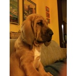 Meravigliosa Cucciolata di Bloodhound