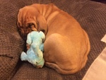 Meravigliosa Cucciolata di Bloodhound - Foto n. 4