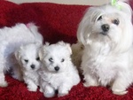 Cuccioli di Maltese Toy