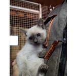 CUCCIOLI SIAMESE THAI NON ORIENTALE