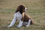 Meravigliosa Cucciolata di Springer Spaniel - Foto n. 1