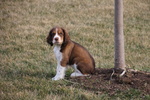 Meravigliosa Cucciolata di Springer Spaniel - Foto n. 2