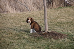 Meravigliosa Cucciolata di Springer Spaniel - Foto n. 3