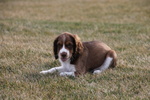 Meravigliosa Cucciolata di Springer Spaniel - Foto n. 4