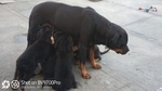 Rottweiler Cuccioli - Foto n. 7