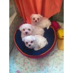 Cuccioli di Maltese Toy