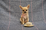 Chihuahua Puppy Female Small size with Pedigree