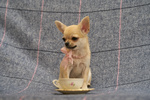 Chihuahua Puppy Female Small size with Pedigree - Foto n. 2