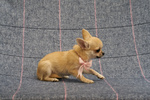 Chihuahua Puppy Female Small size with Pedigree - Foto n. 5