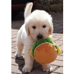 Golden Retriever di 3 Mesi