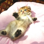 Stupendo Scottish fold Golden! Brunello - Foto n. 2