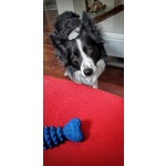 Border Collie Maschio per Accoppiamento, no Pedigree - Foto n. 2