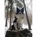 Border Collie Maschio per Accoppiamento, no Pedigree - Foto n. 5