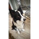 Border Collie Maschio per Accoppiamento, no Pedigree