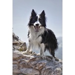 Border Collie Maschio per Accoppiamento, no Pedigree - Foto n. 6